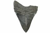 Serrated, Fossil Megalodon Tooth - South Carolina #310064-1